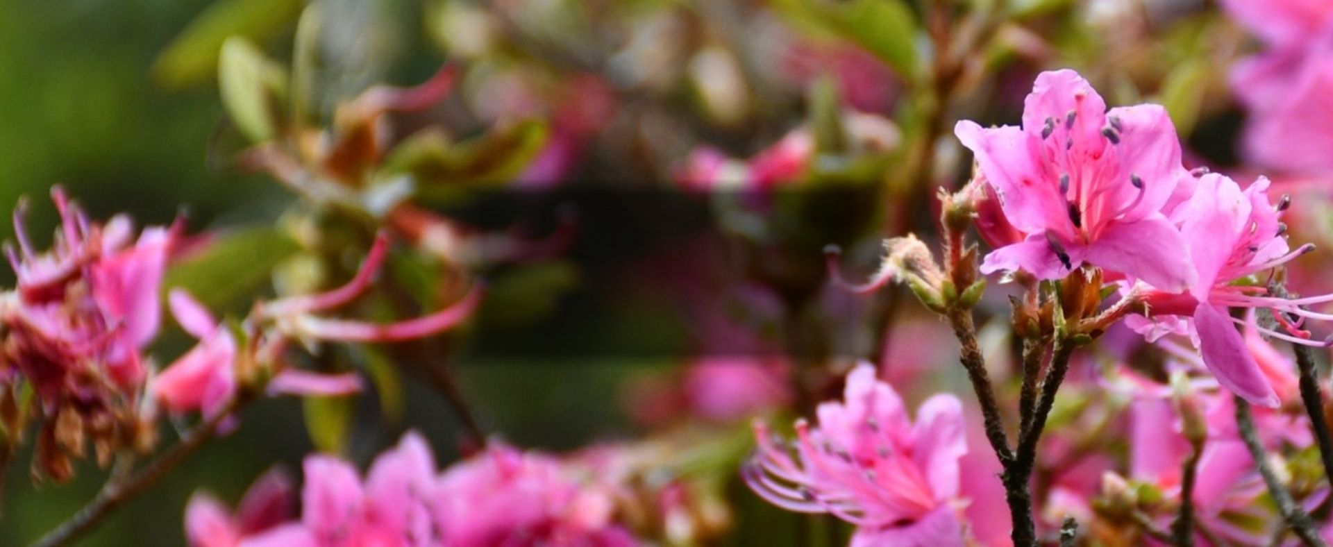 細葉杜鵑 Rhododendron noriakianum