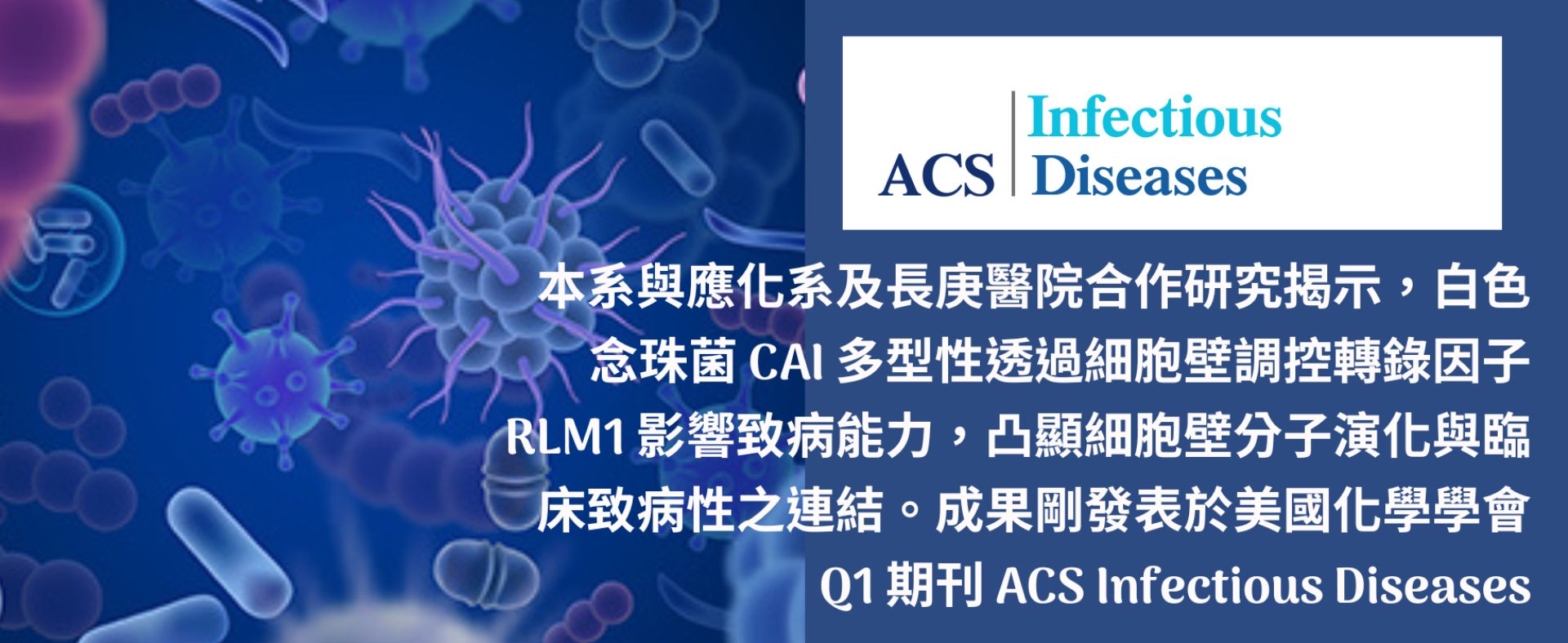 白色念珠菌 CAI 多型性透過細胞壁調控轉錄因子 RLM1 影響致病能力，凸顯細胞壁分子演化與臨床致病性之連結