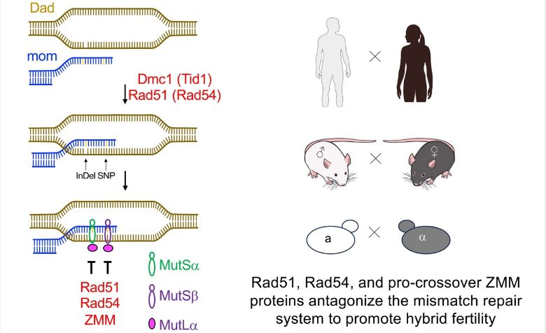 嘉大生化科技學系陳瑞祥教授與中研院分生所合作  研究成果近期發表於《核酸研究》