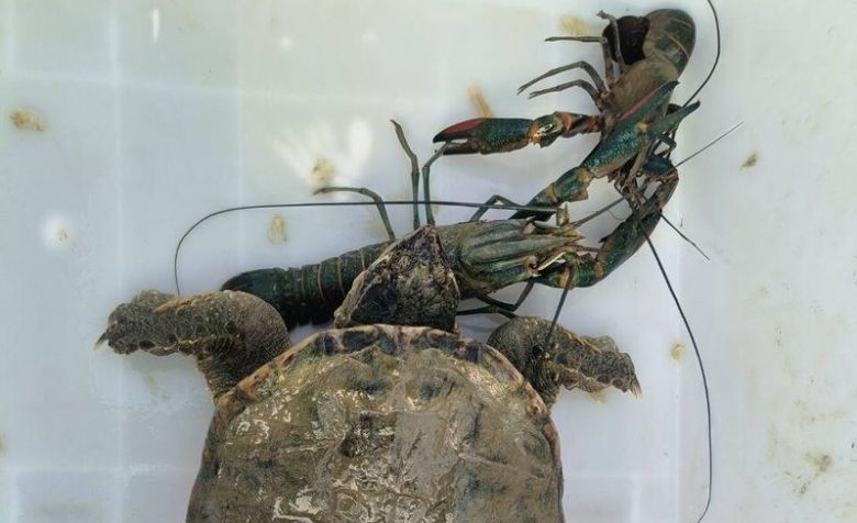 外來種擬鱷龜及澳洲龍蝦入侵曾文水庫(聯合新聞網)