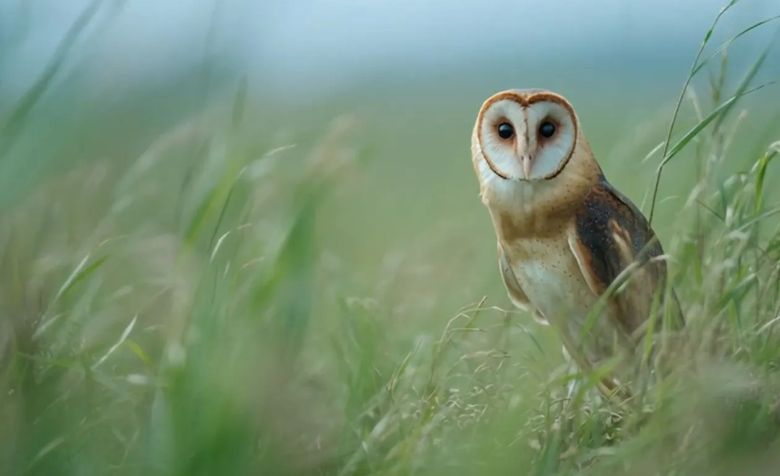 草鴞為臺灣珍稀保育類物種之一，南科在園區開發與營運過程中，將生態調查與棲地維護納入規劃，嘗試在產業發展與生態保育之間取得平衡。(天下雜誌)