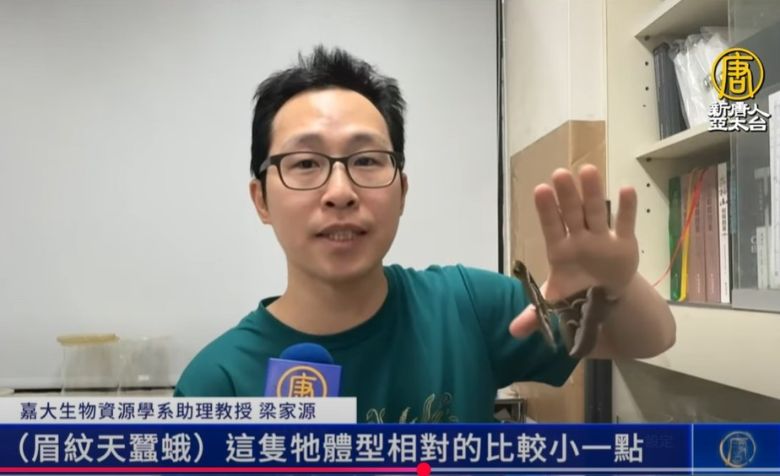 「皇蛾」現蹤嘉義阿里山 色彩斑斕令人驚豔