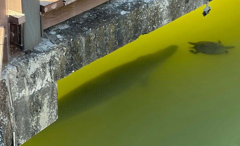 外來種鱷雀鱔疑入侵高雄凹子底公園(聯合新聞網)