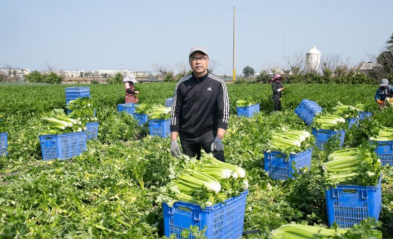 青農謝建復在芳苑這風頭水尾處開闢西洋芹的康莊大道。（上下游新聞）