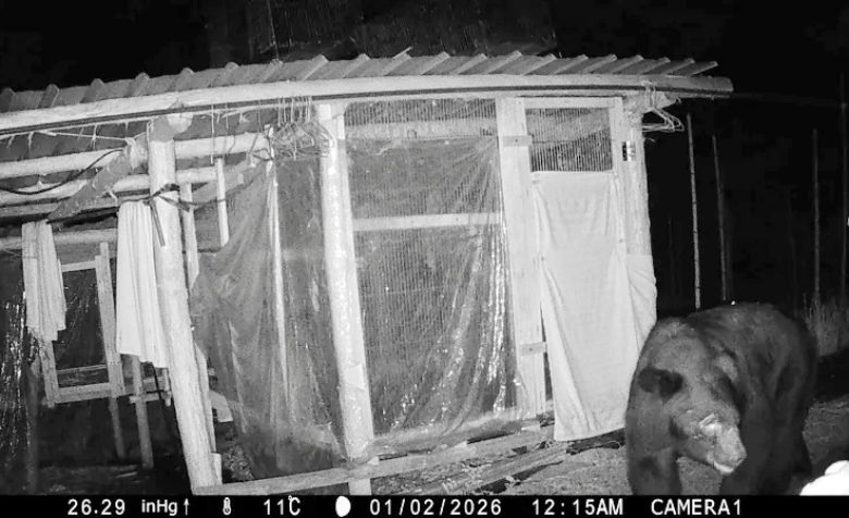 嘉義縣阿里山鄉達邦村近日出現台灣黑熊蹤跡。(聯合新聞網)