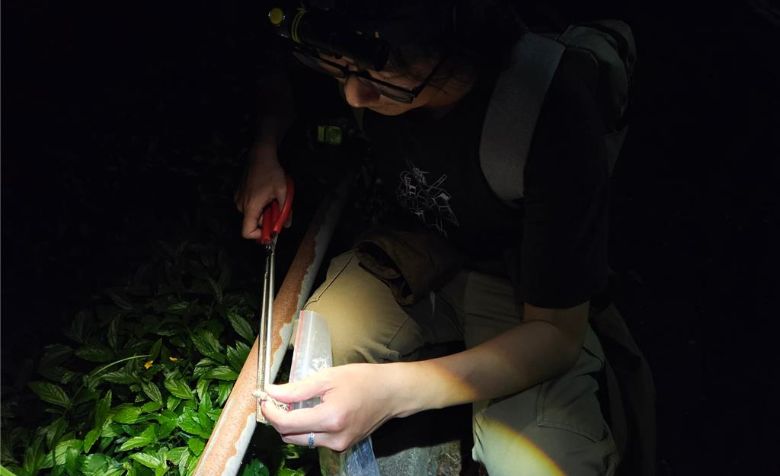 沙氏變色蜥蜴入侵嘉義市區  嘉大兩爬社夜間抓捕百隻助清外來種