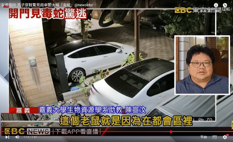 男子朋友家借廁所穿鞋驚見雨傘節  嘉大生物資源學系陳宣汶助理教授說明毒蛇類都會化原因