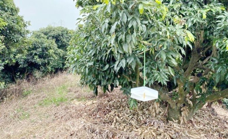 嘉義大學植物醫學系教授林彥伯為釐清荔枝細蛾習性，在荔枝園懸掛性費洛蒙誘引器。(聯合新聞網)