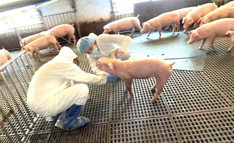 中央應給予資源，投入獸醫教育體系(上下游)