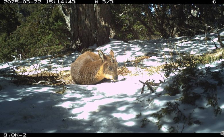 紅外線相機拍到台灣野山羊在雪地裡打盹。(聯合新聞網)