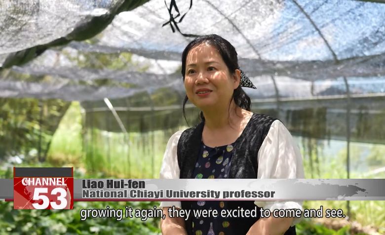 嘉義大學生化科技學系廖慧芬教授團隊深入阿里山地區，與原住民部落攜手合作展開山葵產業開發計畫(民視英語新聞)