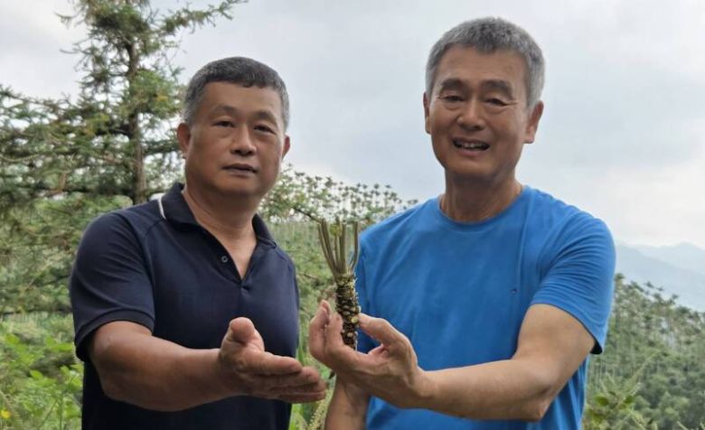 嘉義大學生化科技學系退休教授蔡巨才（右）率領學生組成研究團隊，成功在海拔近900公尺高山區復育山葵。（自由時報）