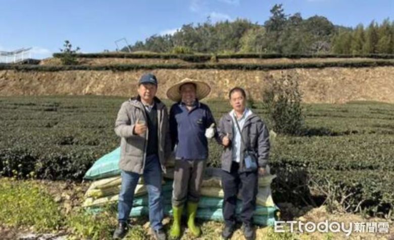 竹粉有機營養添加物施用於茶園試驗，觀察作物生長差異。（東森新聞雲）