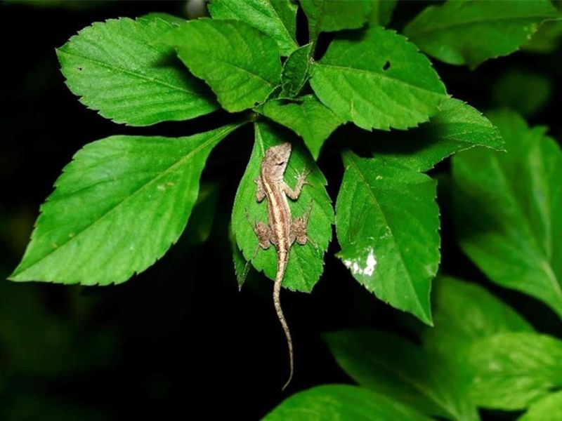 沙氏變色蜥蜴入侵嘉義市區