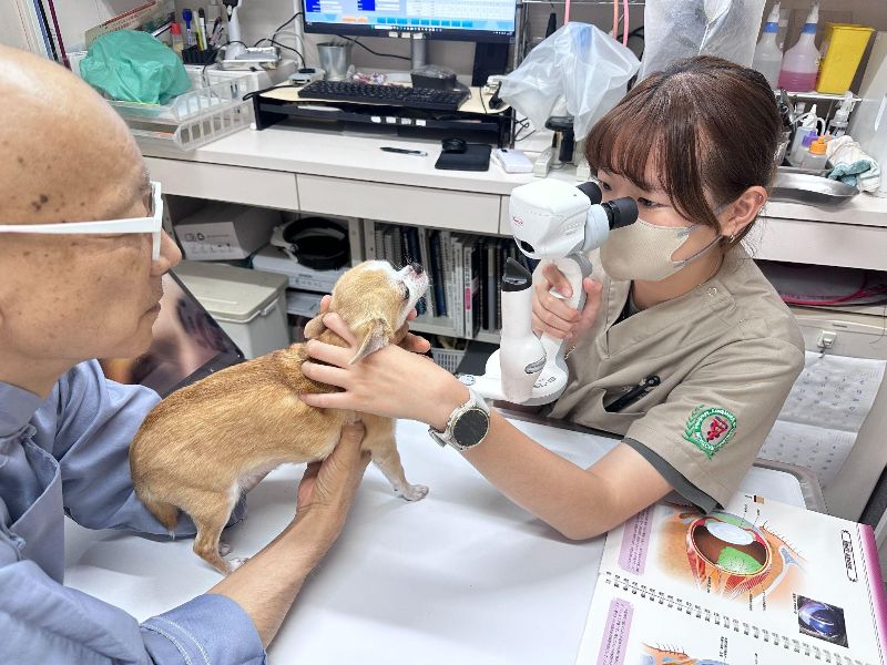 嘉大獸醫系黃姿祥同學經日本石野孝獸醫師指導進行犬隻眼科裂隙燈實習。