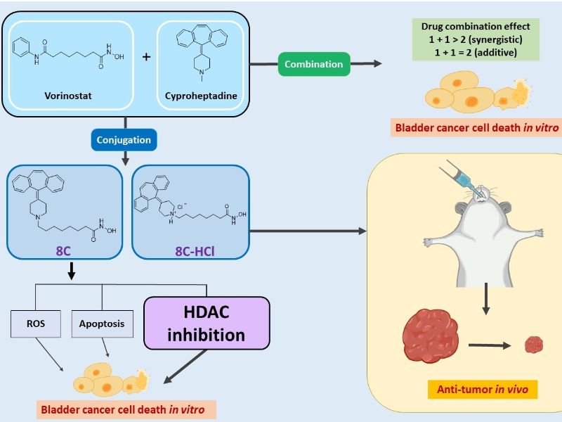 圖：結合Vorinostat與Cyproheptadine結構之新型HDAC抑制劑8C與其鹽酸鹽8C-HCl，對於膀胱癌細胞與小鼠之膀胱腫瘤皆有很好的治療效果。（圖片由劉怡文特聘教授提供）