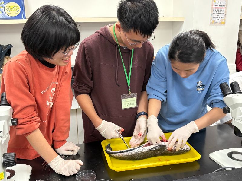 嘉大舉辦2026野生動物寄生蟲工作坊，學員解剖外來入侵魚類-泰國鱧。