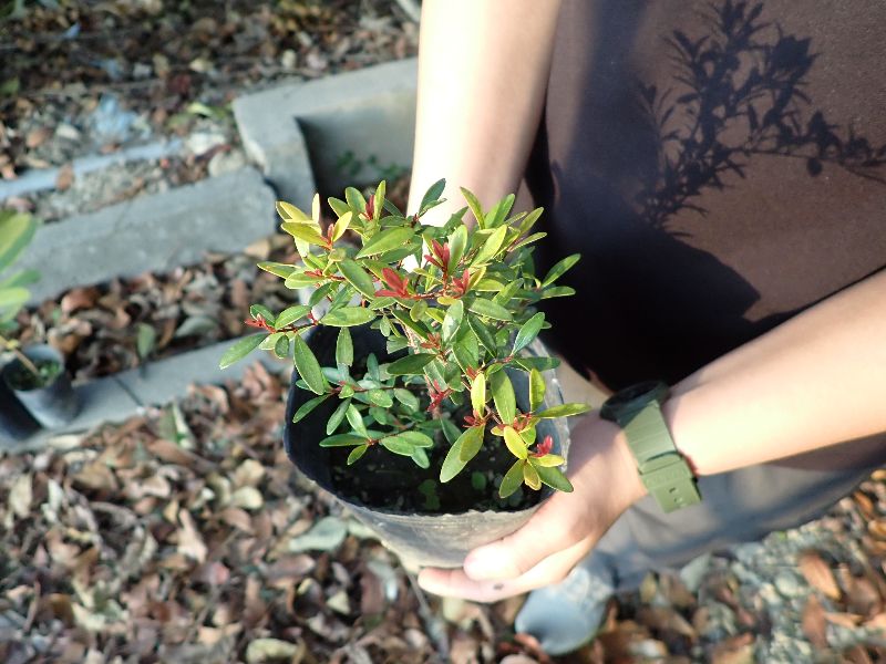 2026嘉大森林週『心有林犀』　2,200株苗木公益兌換3月9日熱鬧開跑