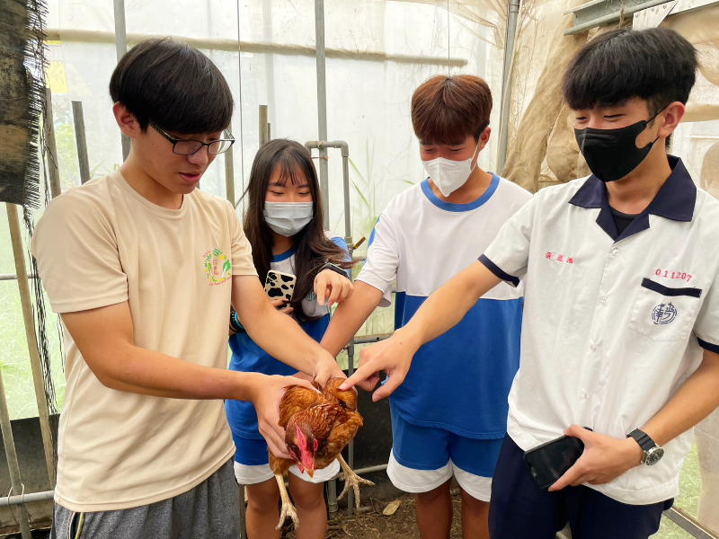 嘉大學生帶領高中職學生與蛋雞近距離接觸。