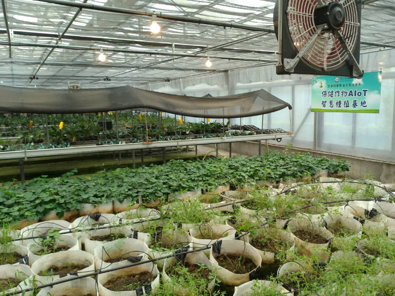 嘉大「保健作物AIoT智慧種植基地」使用AI系統輔助管理，並以袋耕離地栽培作物達到標準化控管。(照片由研發處提供)