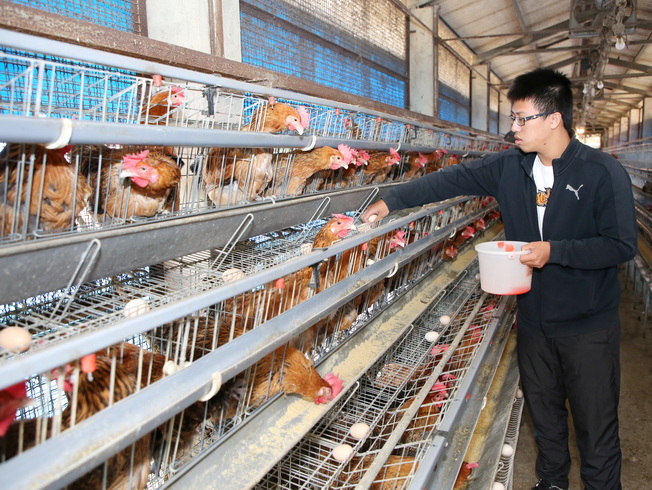 嘉大動物試驗場也設有雞場，可進行雞隻飼養試驗。