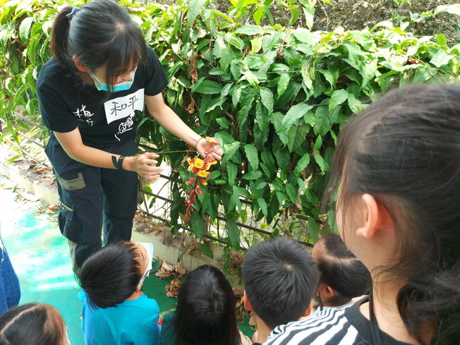 嘉大植研社學生介紹爵床科藤蔓開花植物「跳舞女郎」。（照片由主辦單位提供)