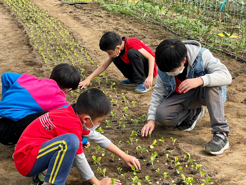 學童於嘉大新民溫室體驗種植蔬菜。