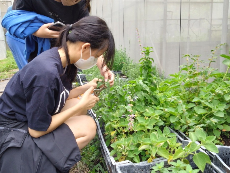 認識香草植物。