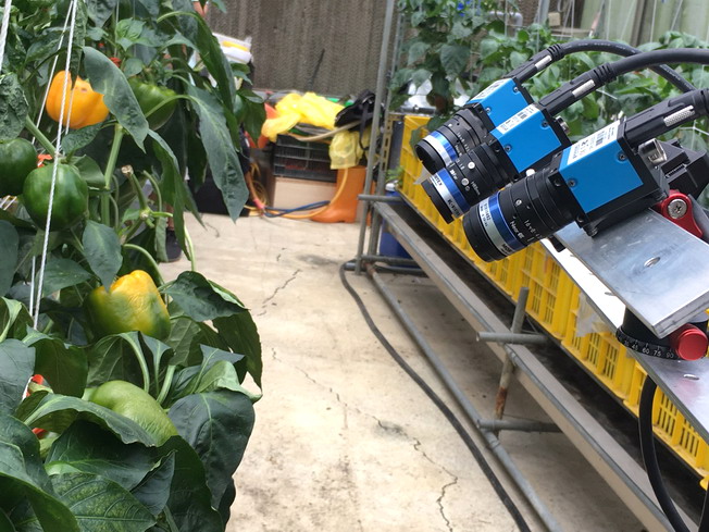 為了取得甜椒同一病癥的多視角影像，提供機器人深度學習，嘉義大學團隊打造取像平台，動用3支攝影鏡頭，一次取得3個視角的影像，節省2倍的取像時間