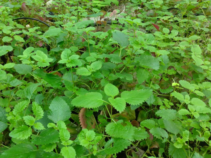 臺灣清冠一號濃縮製劑處方的主要藥材之一「薄荷」。(照片由研發處提供)